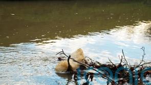 ‘Record’ 81 criminal investigations into water sector as sewage inspections soar