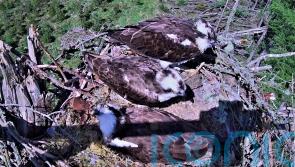 Three birds share a nest in osprey ‘love triangle’