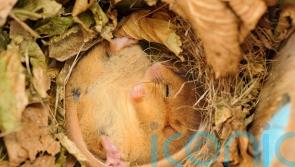 Planning reforms break Labour’s promise to protect nature, green groups say