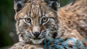 Lynx likely to predate on sheep and lambs if reintroduced, study finds