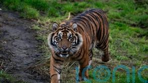 Zoo animals to get more space in ‘long-overdue’ welfare reforms