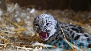 Snow leopard cub born at animal sanctuary