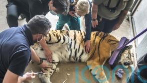 Vets sedate 17-stone tiger for delicate operation to remove ingrown toenail
