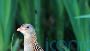 Project to boost Rathlin corncrake among those receiving biodiversity funding