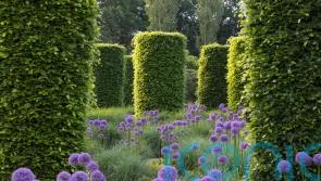 How to shape your evergreens into balls, birds and cones