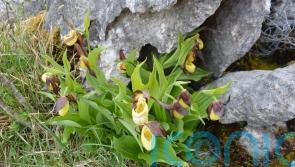 First new wild lady’s-slipper orchid found for 100 years marks conservation win