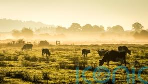 Government would struggle to cope with severe animal disease outbreak – watchdog