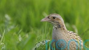 Conservationists celebrate resurgence of corncrakes on Rathlin Island