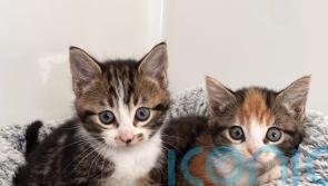 Stray cat saves kittens from danger before being killed on road