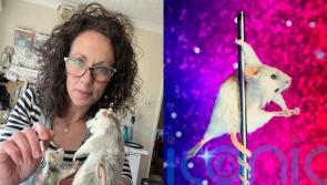 Taxidermist with pole-dancing mice says craft is being ‘modernised’ and people enjoy ‘shock and comedy value’ of her art