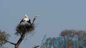Return of white storks ’emblem’ for nature recovery, conservationists say