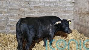 Birmingham’s on-the-run bull rehomed in Norfolk after ‘unexpected’ city break