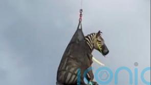 Runaway pet zebra that became internet sensation finally captured
