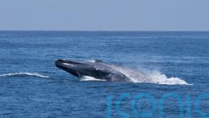 Consultation to consider extending ban on destructive bottom trawling fishing