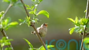 Government may have failed to comply with law on protecting birds – watchdog