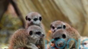 Meerkat pups welcomed at safari park