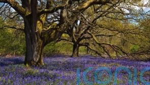 Wildlife declining in UK woods despite more tree cover, study finds 
