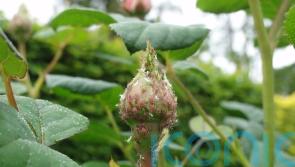 Why are our gardens being invaded by aphids?