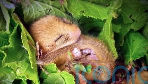 Rare hazel dormice released to create Leicestershire’s only known population