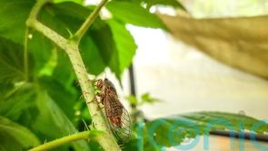 Singing cicadas brought back to UK from France after disappearing in 1990s