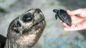 Galapagos tortoise celebrates 135th birthday and first Father’s Day at US zoo