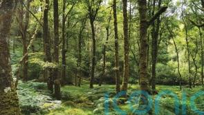 Most people unaware Britain hosts wildlife-rich rainforests, polling suggests