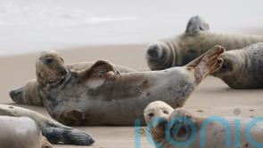 Call for paddleboarders and kayakers to act ‘responsibly’ around marine mammals