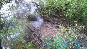 Beaver kits born in Cairngorms National Park for second year running