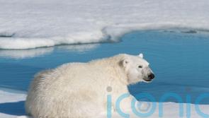New rules could see end of close-up polar bear photos in cruise brochures