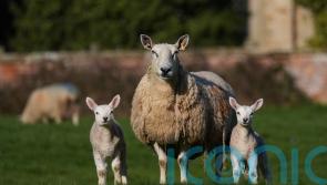 Parasitic infection outbreak linked to farm feeding sessions declared over