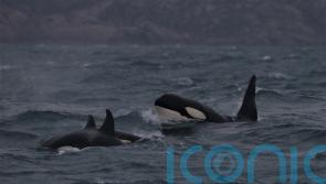 Orcas make seaweed tools to scratch each other’s backs, study suggests