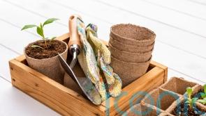 Plastic Free July: 5 easy swaps to reduce plastic in the garden