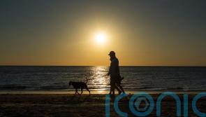 Hand injuries sustained by dog walkers cost NHS millions each year – study