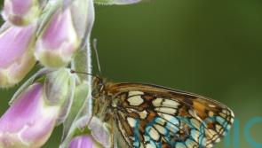 Exmoor estate sees resurgence of rare butterfly once on brink of extinction