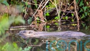 Scottish Government accused of shutting door on rewilding and beaver restoration