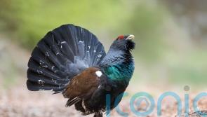Researchers hail success of scheme to protect capercaillie chicks from predators