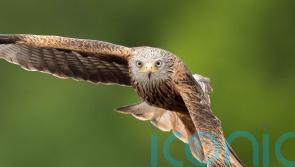 Police investigate after red kite found fatally poisoned in Co Down
