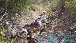 Number of hen harriers killed or missing at new high, RSPB warns