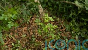 Hope for Britain’s ash trees as study finds resistance evolving to killer fungus