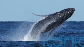 Commuter traffic stops for whales on Australia’s humpback highway