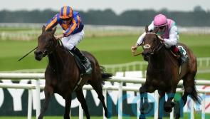 Whirl denies Kalpana in pulsating Pretty Polly Stakes