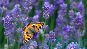 Five butterflies you’ll be lucky to see during Big Butterfly Count