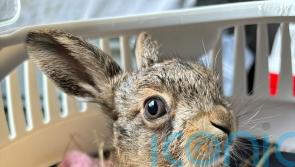 Farmer delivers &lsquo;little miracle&rsquo; baby hare in emergency roadside Caesarean