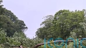 Disruption on West Coast Main Line after tree fall causes ‘significant damage’