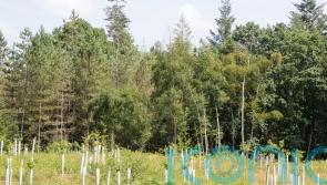 Tree planting hits 20-year high in England but drops in Scotland, figures show
