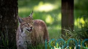 Lynx rescued from Highlands given names at their new home