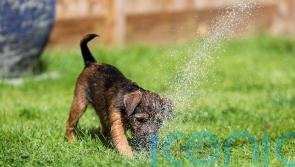 Record number of children referred to scheme to prevent animal cruelty