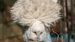 MPs back move to protect llamas and alpacas from dog attacks