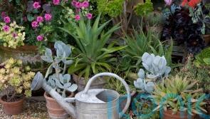 How to be a water-efficient gardener