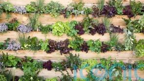 Give yourself more green space with vertical gardening
